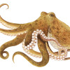 Category