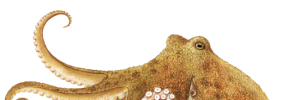Category Banner