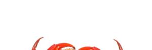 Category Banner