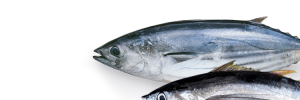 Category Banner