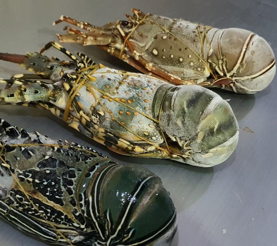 Lobster Mutiara Premium Size 200-290