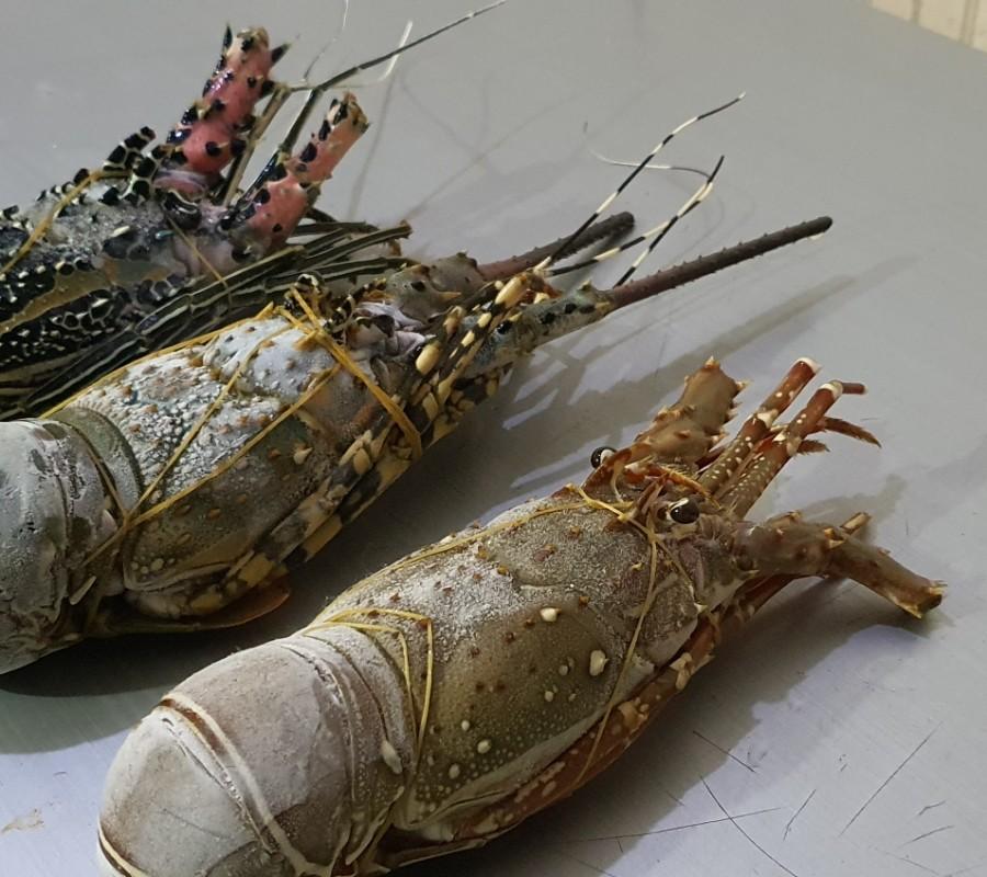 Lobster Mutiara Premium Size 200-290
