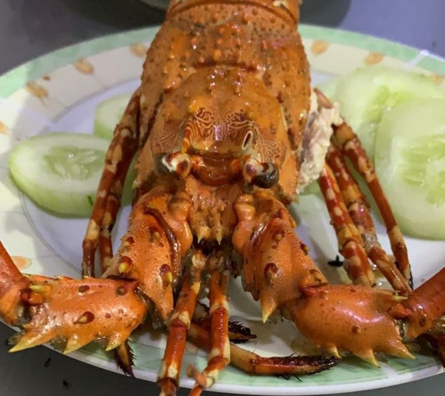 Lobster Mutiara Premium Size 200-290