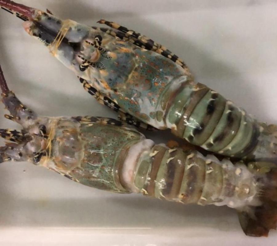 Lobster laut 1000 gram ( isi 1 besar 1000 gram - 1200 gram)