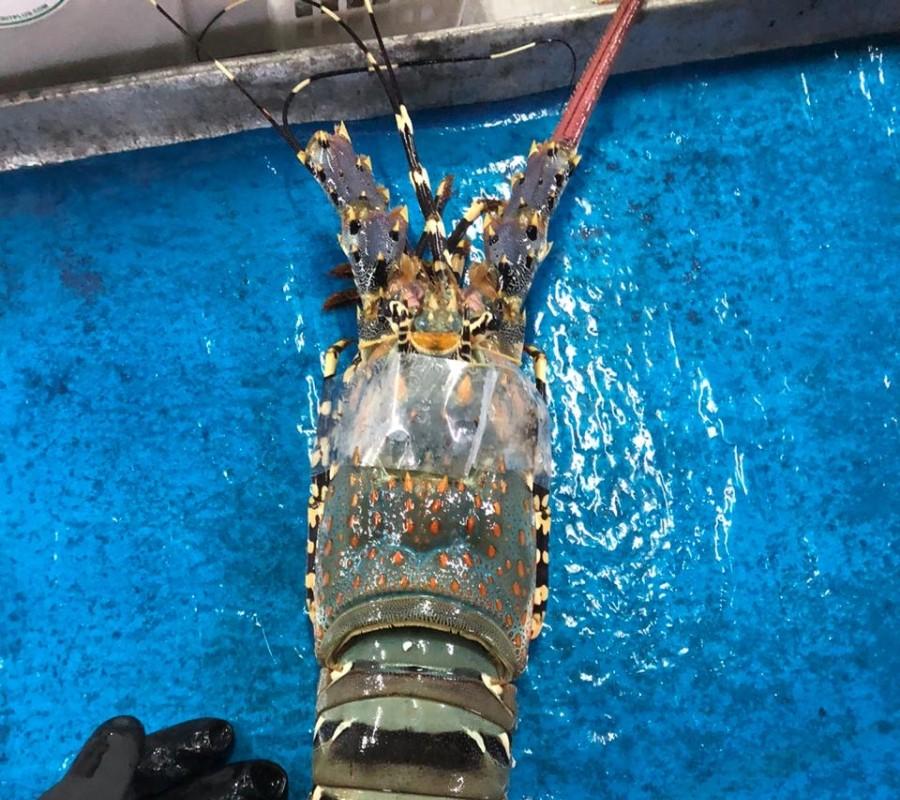 Lobster laut 1000 gram ( isi 1 besar 1000 gram - 1200 gram)