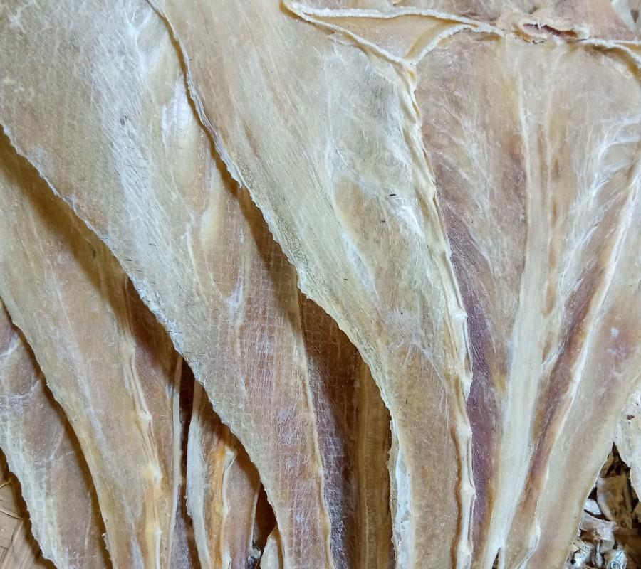Ikan Pari Tipis