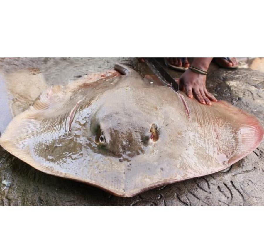 Ikan Pari Segar