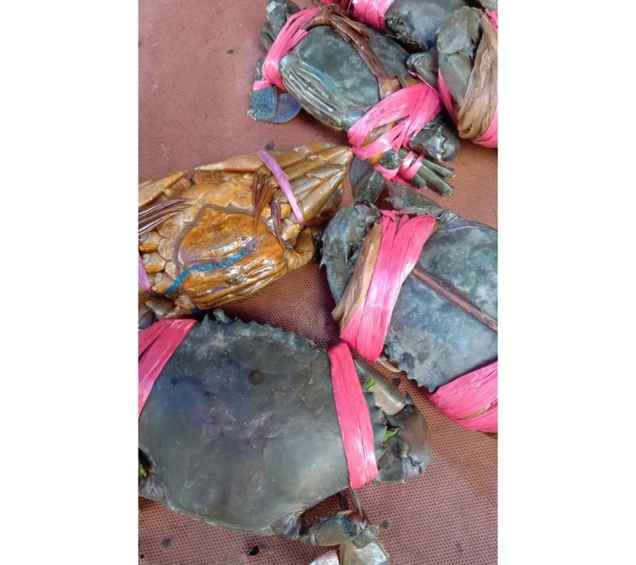 Kepiting Hidup Kualitas Tinggi Isi 3 1KG