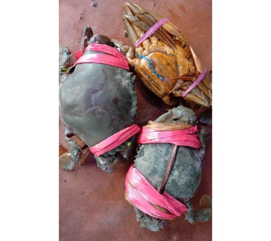 Kepiting Hidup Kualitas Tinggi Isi 3 1KG