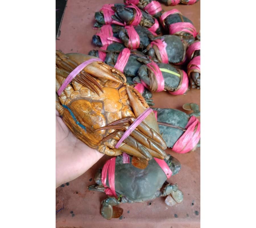 Kepiting Hidup Kualitas Tinggi Isi 3 1KG