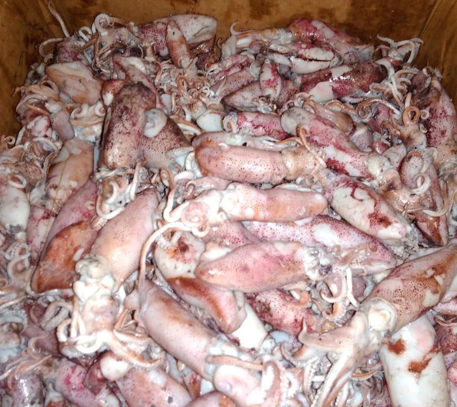 CUMI ASIN SOTONG SUPER CAMPUR SIZE
