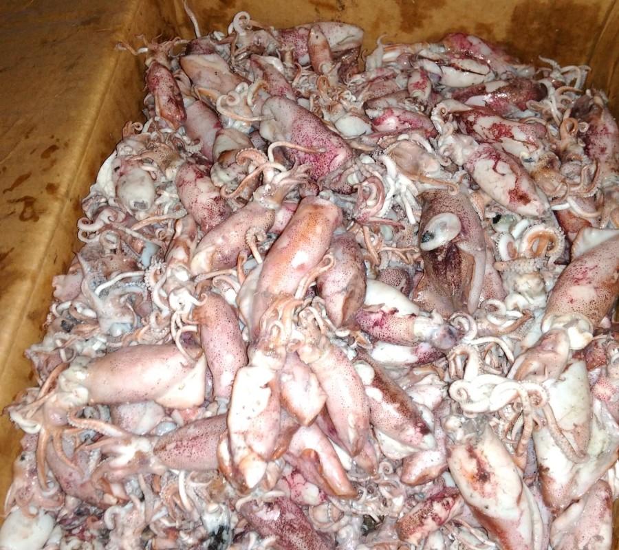 CUMI ASIN SOTONG SUPER CAMPUR SIZE