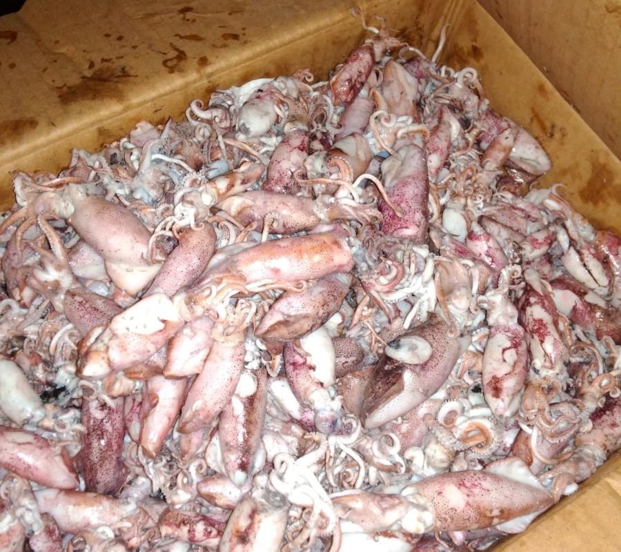 CUMI ASIN SOTONG SUPER CAMPUR SIZE