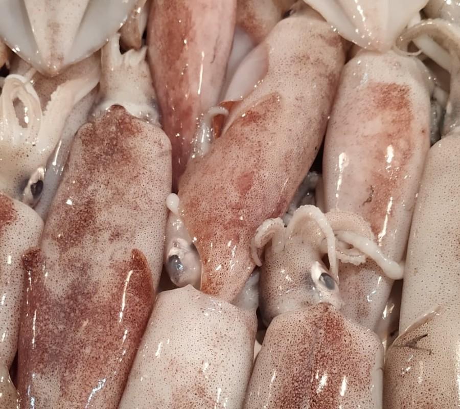 IKAN CUMI JARUM SEGAR (Ukuran Besar) 1.0Kg