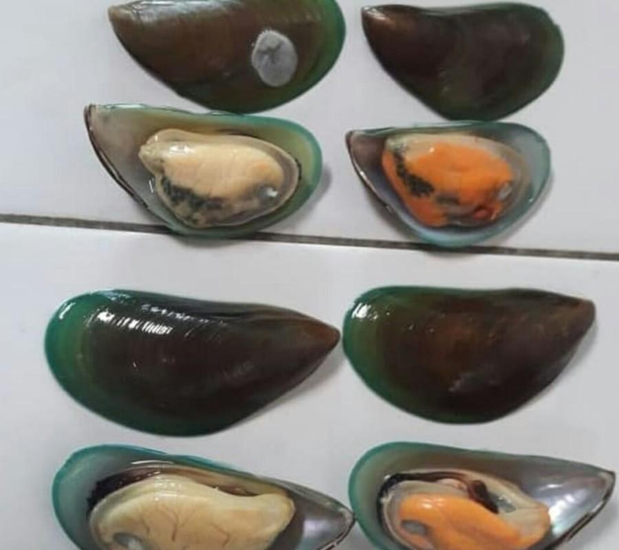 Kerang hijau segar 1 kg