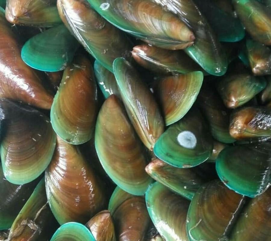 Kerang hijau segar 1 kg