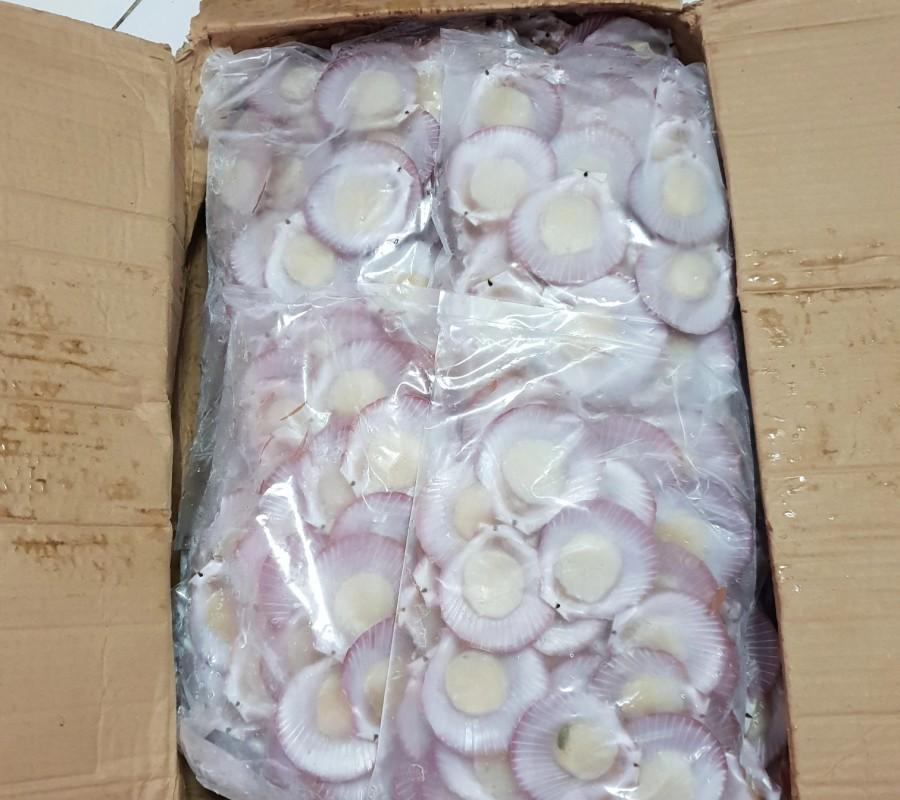 Kerang Scallop / Kerang Simping 500gr