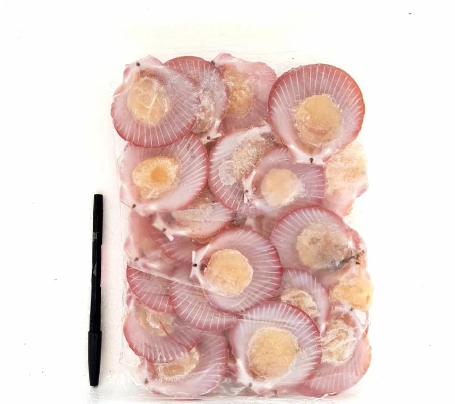 Kerang Scallop / Kerang Simping 500gr