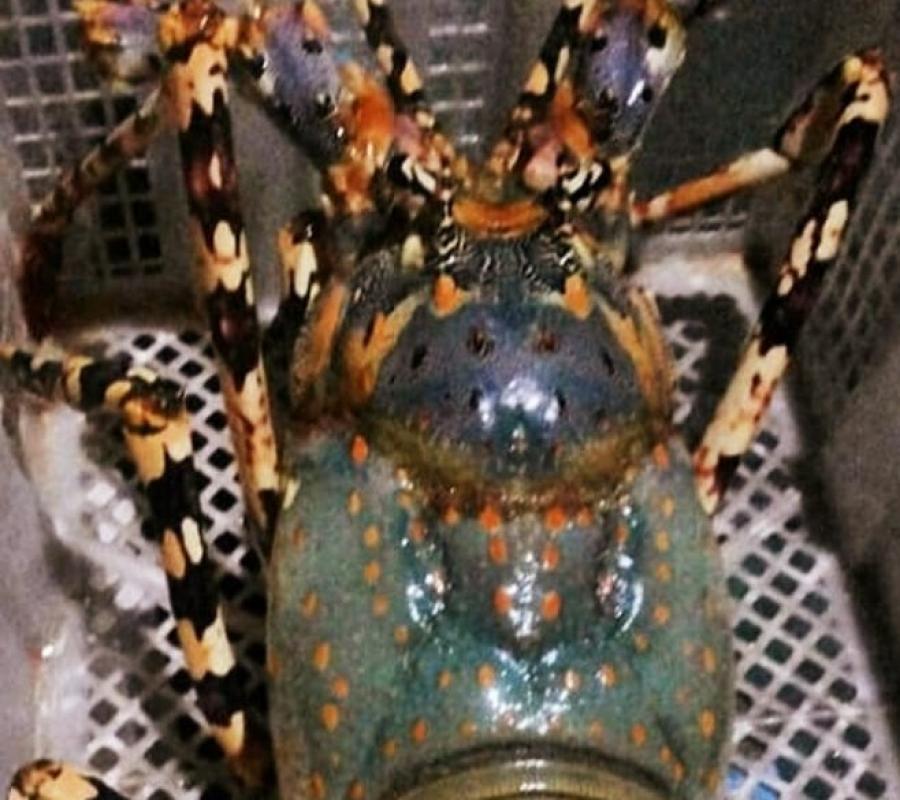 Lobster Super Besar 1ekor 1kg Sampai 1,2kg