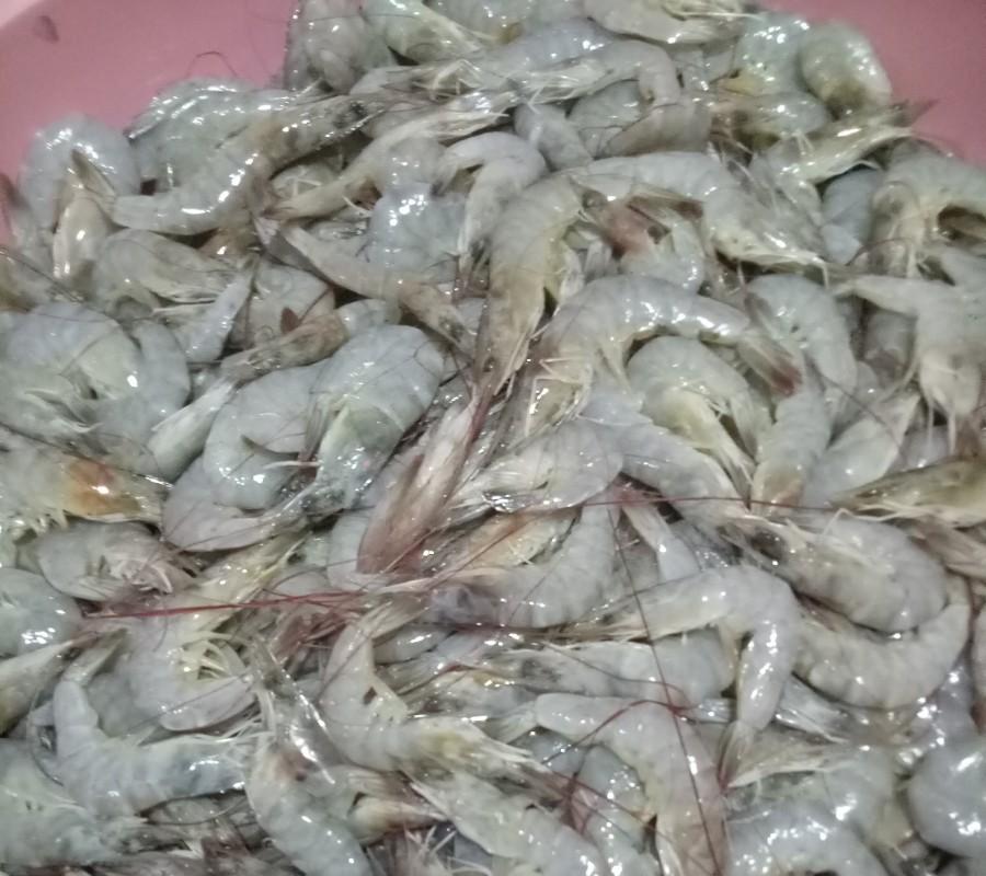 UDANG VANAME SEGAR BEKU / FROZEN FRESH - Small 95