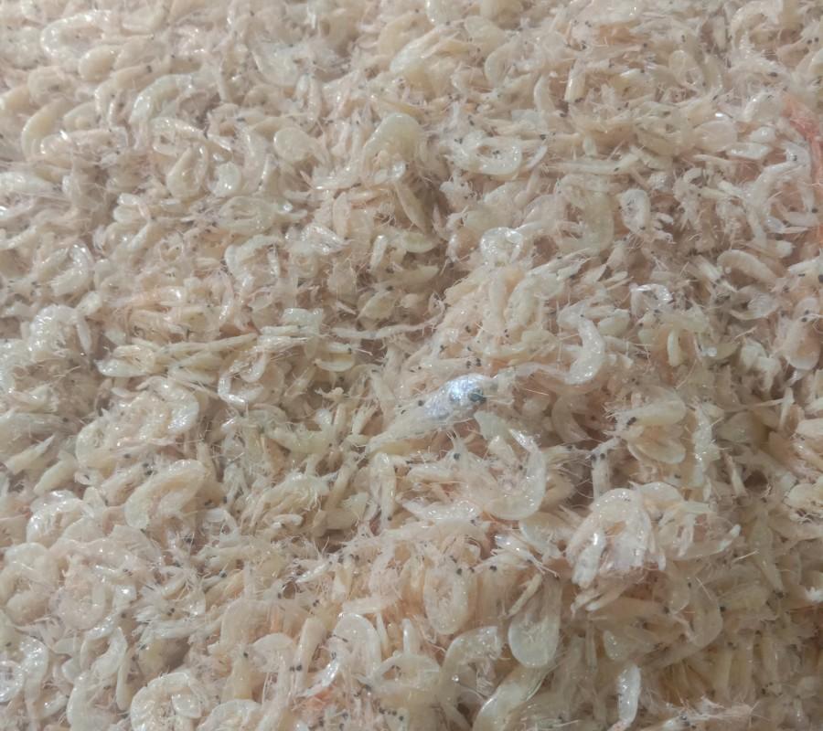 Rebon asin udang 500gr
