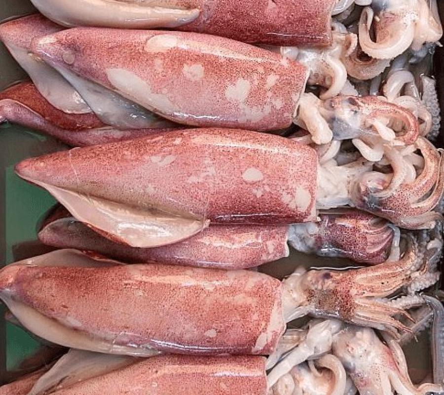 cumi loligo/Arafura kecil 1kg