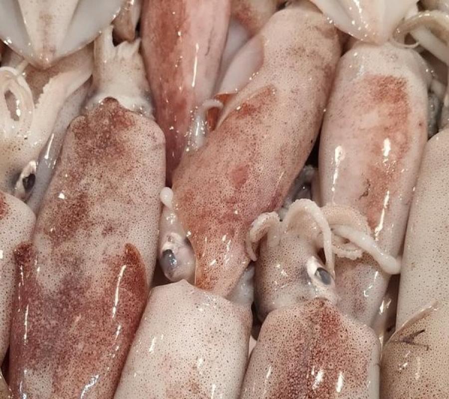cumi loligo/Arafura kecil 1kg