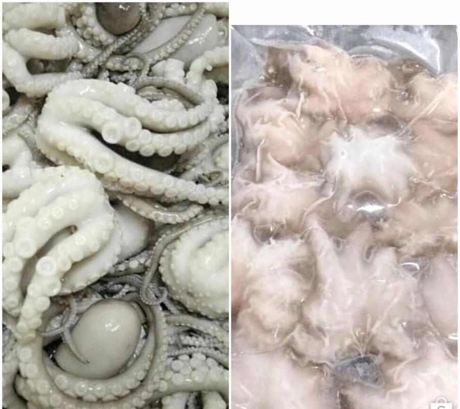 Baby Octopus - Gurita