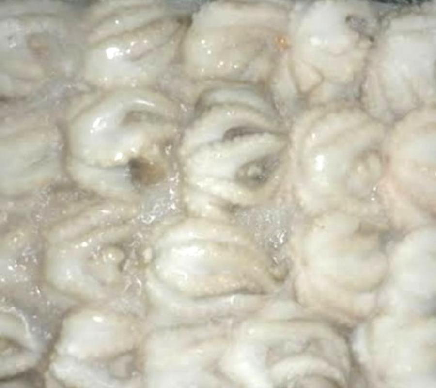 BABY GURITA OCTOPUS FROZEN FRESH - 500 GRAM