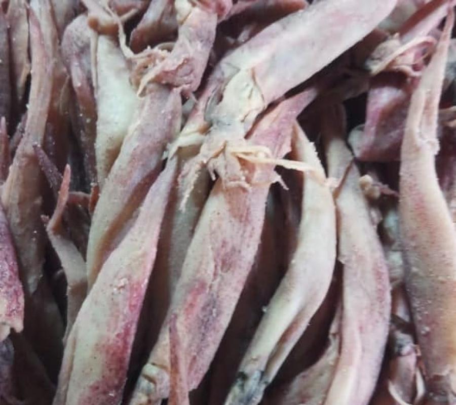 Cumi Jarum Fresh 500 gram