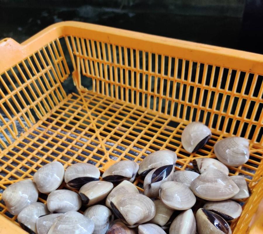 Kerang Tahu / Kepah Live (Hidup) Seafood