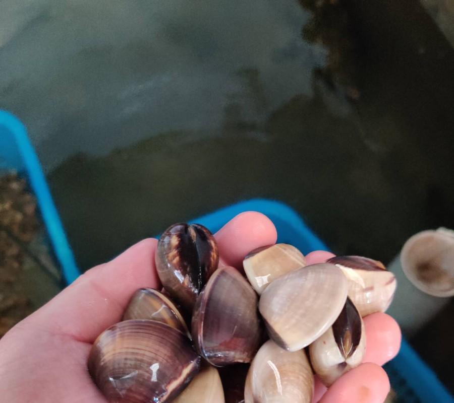 Kerang Tahu / Kepah Live (Hidup) Seafood