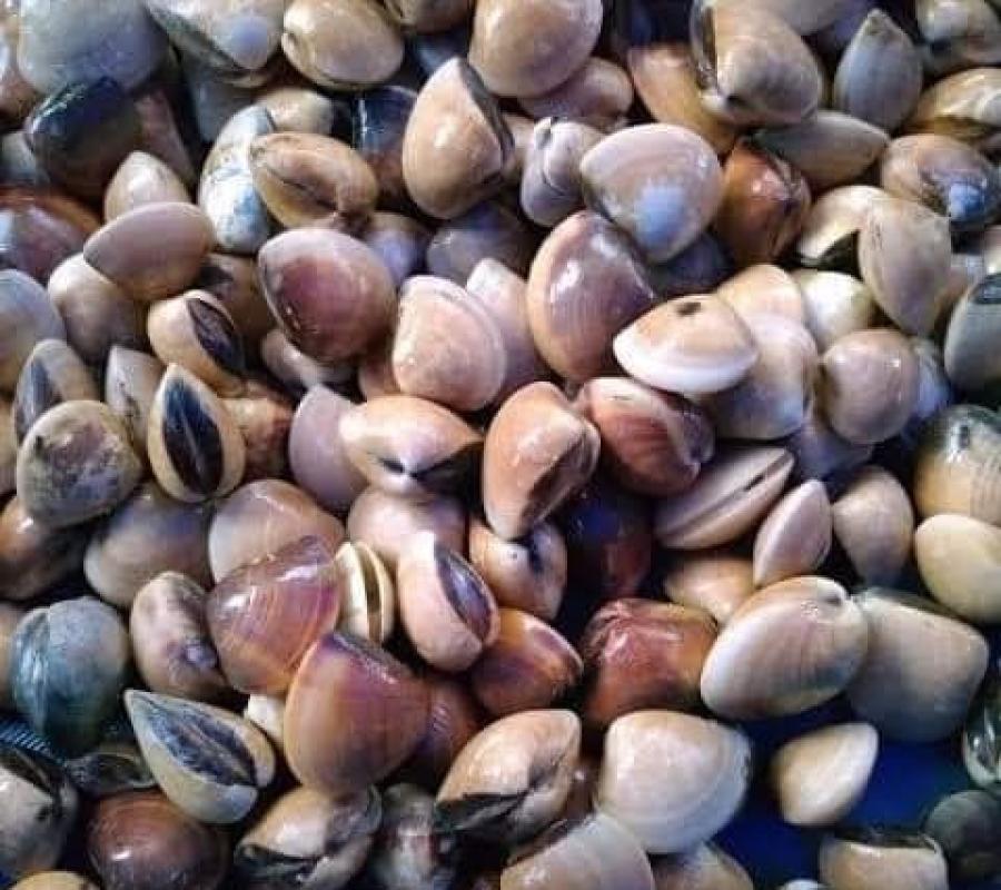 Kerang Tahu hidup/live
