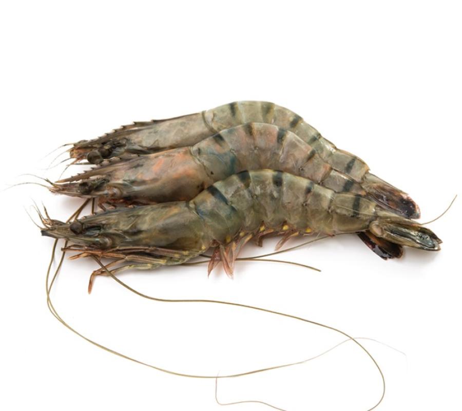 Udang Vaname Segar Fresh Vanamei Panami