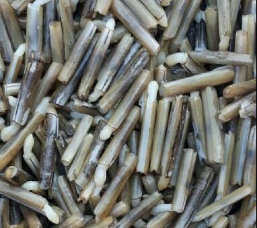 Kerang bambu frozen