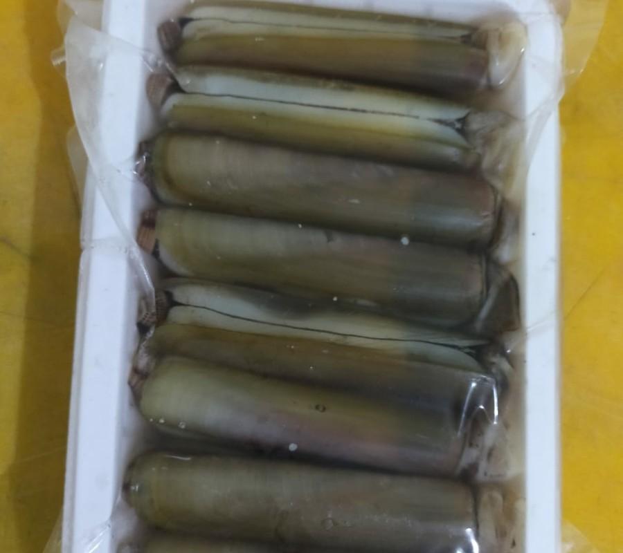 Kerang bambu frozen