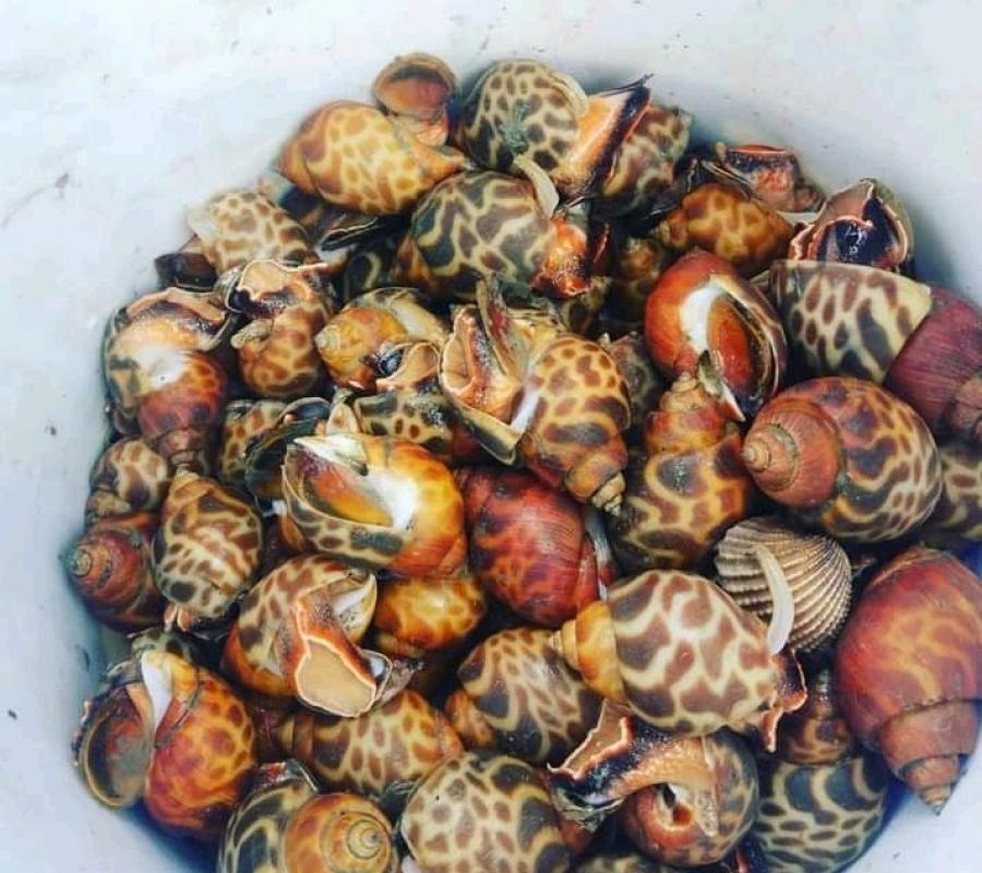 KERANG MACAN HIDUP