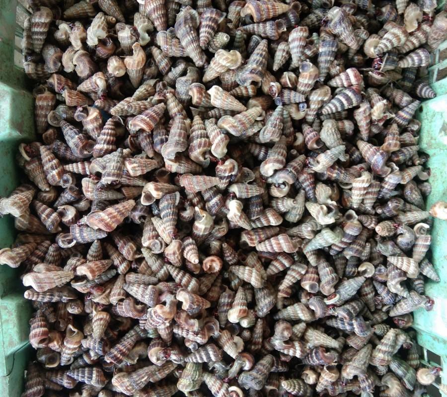 Kerang Nenek