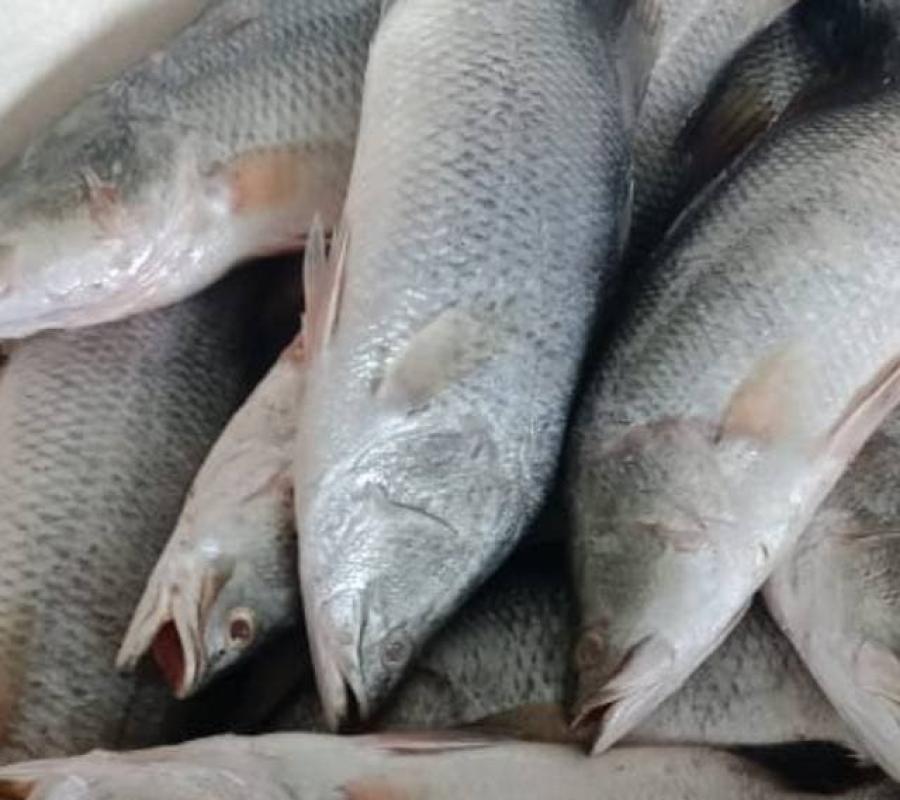ikan baramundi segar