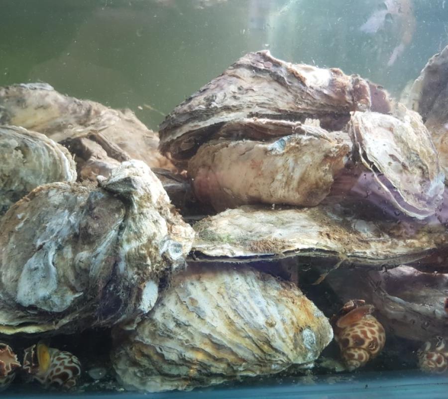JUAL KERANG TIRAM (OYSTER) HIDUP 1 KG ISI 5-7 PCS