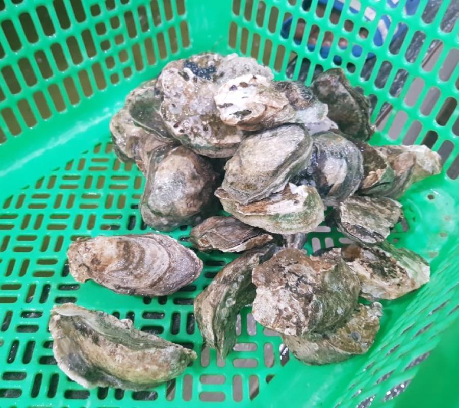 JUAL KERANG TIRAM (OYSTER) HIDUP 1 KG ISI 5-7 PCS