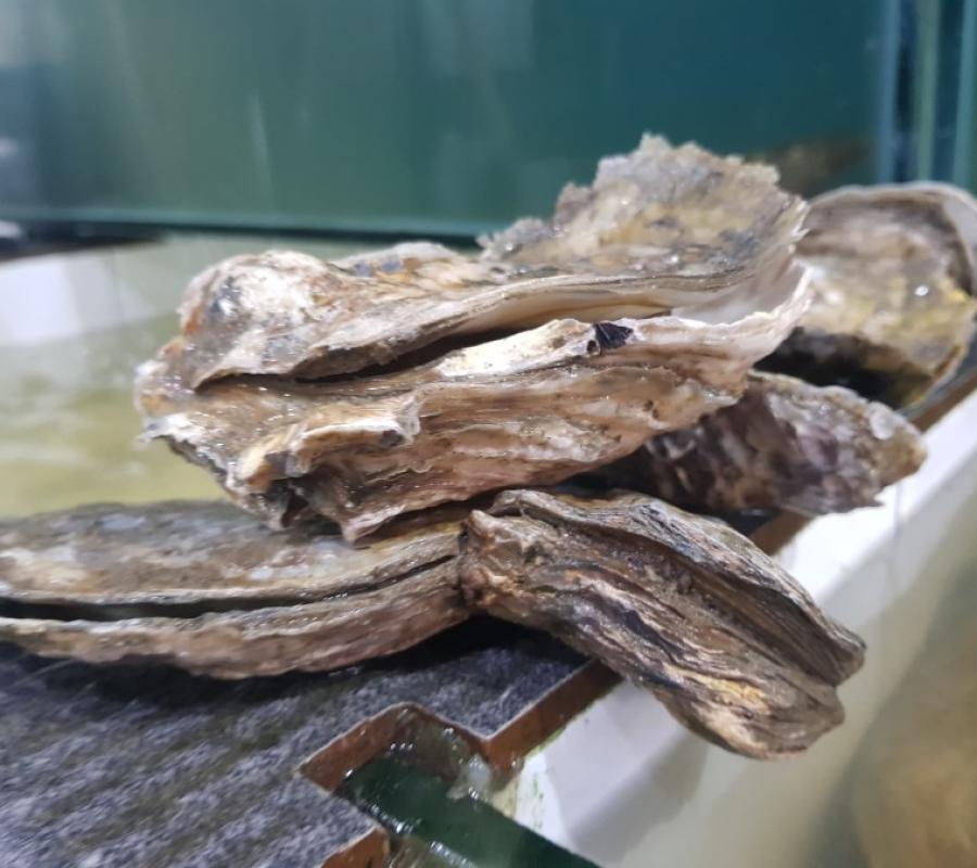 JUAL KERANG TIRAM (OYSTER) HIDUP 1 KG ISI 5-7 PCS