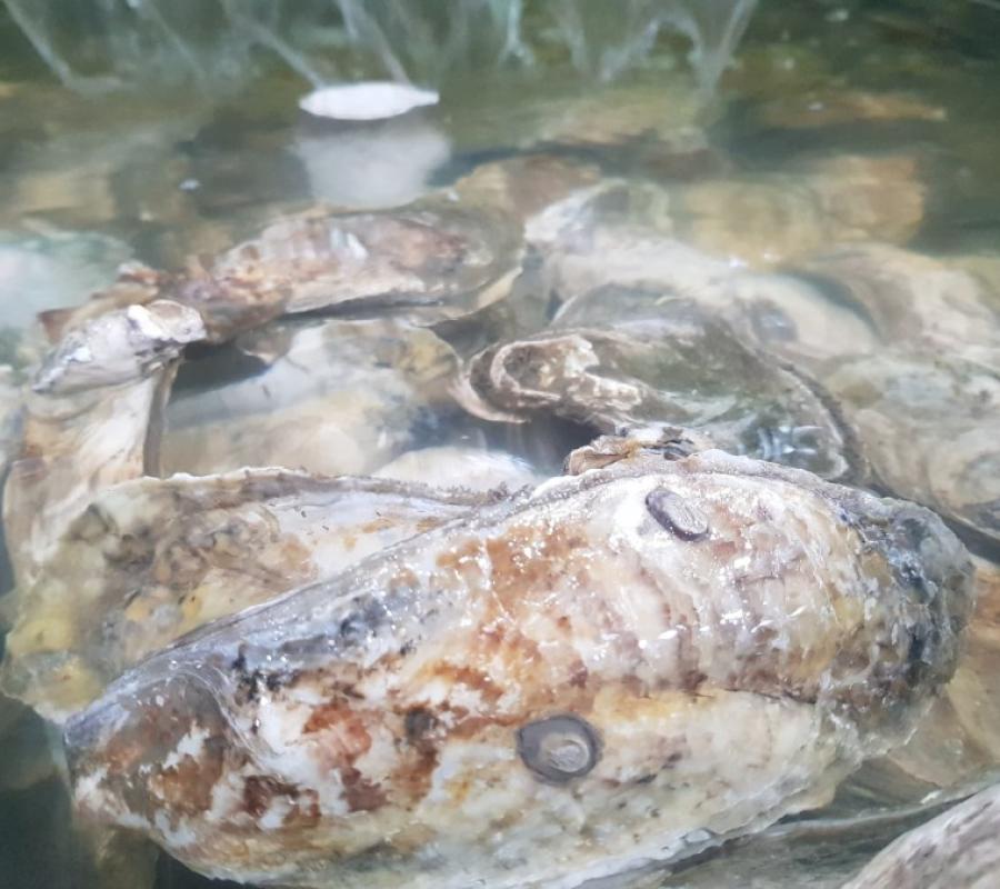 JUAL KERANG TIRAM (OYSTER) HIDUP 1 KG ISI 5-7 PCS