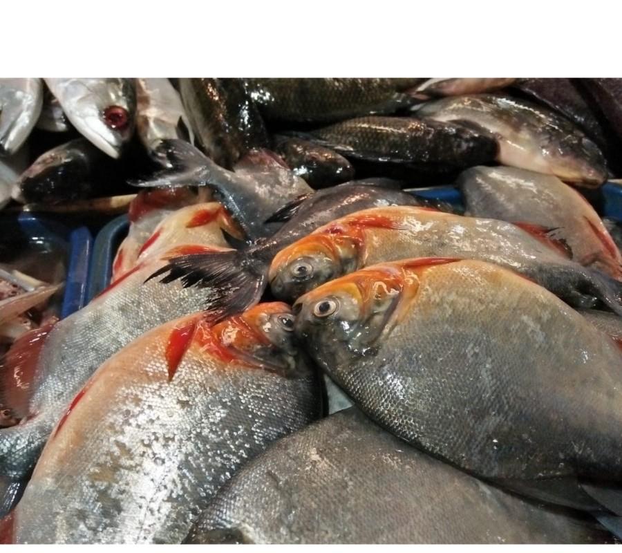 Ikan Bawal Tawar Segar