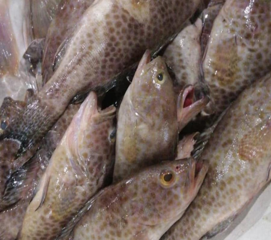 IKAN KERAPU SEGAR FRESH