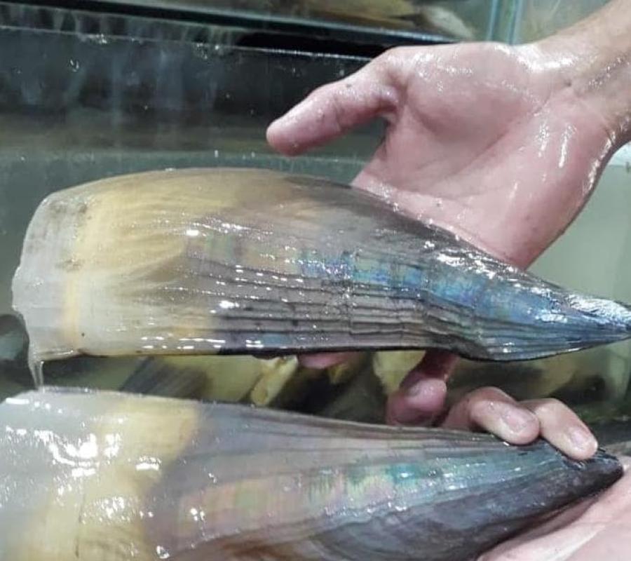 KERANG KAMPAK (SCALLOP) JUMBO HIDUP (LIVE)