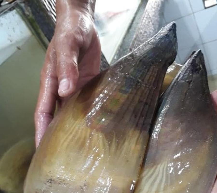 KERANG KAMPAK (SCALLOP) JUMBO HIDUP (LIVE)