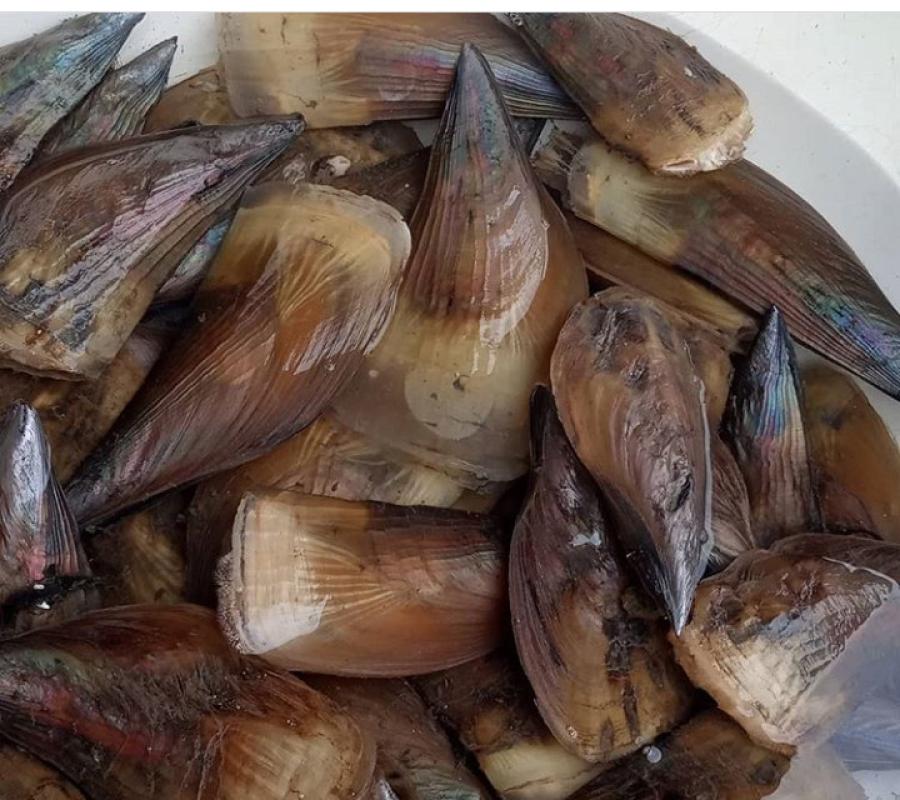 Kerang kampak frozen