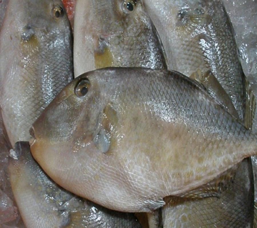 Ikan Ayam ayam segar