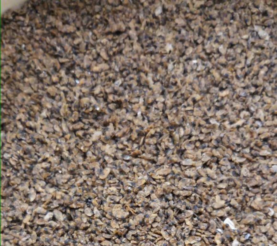 Kerang kecil / kupang kering 1 kg